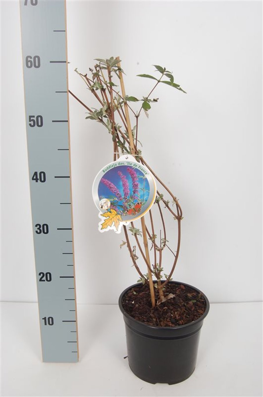 Buddleja d. 'Ile de France' - C3 50-60 CM